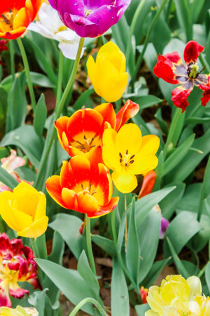 Closeup of group orange and yellow tulips in  seaside park.の写真素材