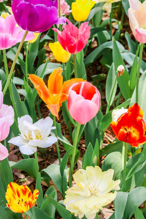 Group multi-colored tulips in  seaside parkの写真素材