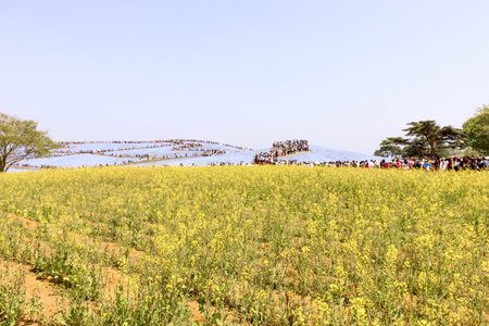JAPAN - April 20th 2018 Landscape of yellow flower and mountain of the purple Nemophila flower in hitachi seaside parkのeditorial素材
