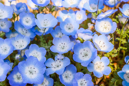Group of purple and white Nemophila spring flower in hitachi seaside parkの写真素材