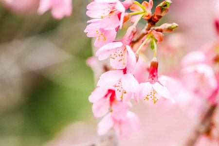 Group Beautiful pink cherry blossom Sakura flower at shibazakura festival , Yamanashi, Kawaguchikoの写真素材