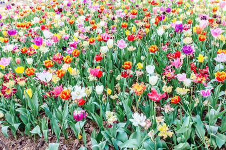 Group of colorful tulips in hitachi seaside parkの写真素材