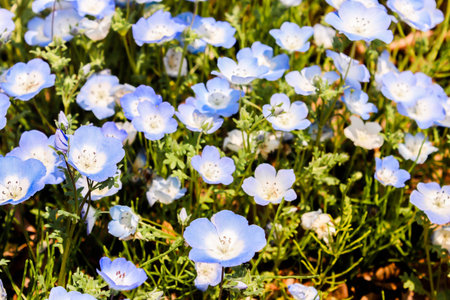 Group purple and white Nemophila spring flower in hitachi seaside park