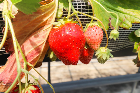 Close up of Big Strawberry fruits on the branch in Strawberry farm , japan.JPGの写真素材