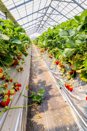View of Strawberry hanging farm full of ripe strawberries,Chiba, japanの写真素材