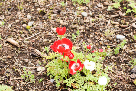 Close up of group little red and white tulip at shibazakura festival , Yamanashi, Kawaguchikoの写真素材