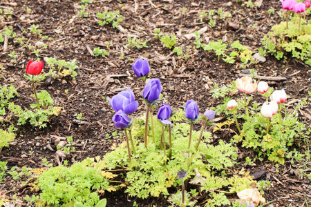Closeup of group little violet tulip at shibazakura festival , Yamanashi, Kawaguchikoの写真素材