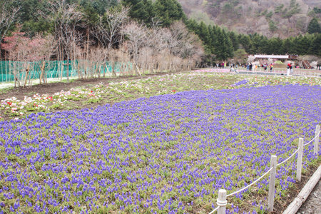 View of Group little mini blue muscaries flowers in the garden,Japanの写真素材