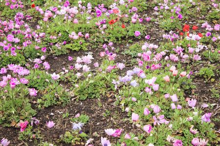 Closeup of group little colorful tulip at shibazakura festival , Yamanashi, Kawaguchikoの写真素材