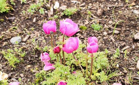 Group of little dark pink tulip at shibazakura festival , Yamanashi, Kawaguchikoの写真素材