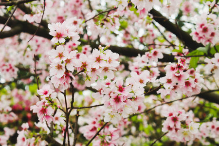 Pink Group Beautiful cherry blossom sakura pink and white in Tianyuan Temple,Taiwanの写真素材