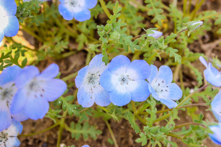 Three of flower purple and white Nemophila spring flower in hitachi seaside parkの写真素材