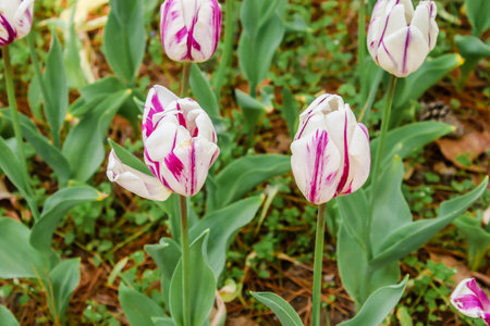 Two of big violet and white tulips in hitachi seaside parkの写真素材