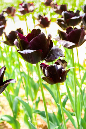 Closeup of groups big dark violet tulips in hitachi seaside parkの写真素材