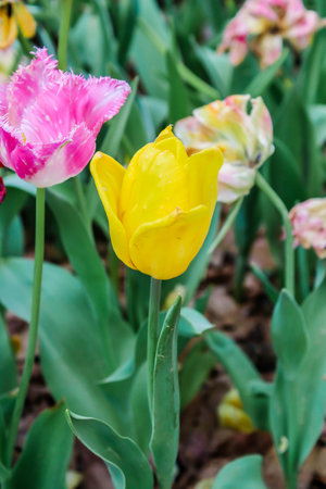 Focus of big yellow and white tulips in hitachi seaside parkの写真素材