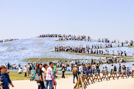 JAPAN - April 20th 2018 Landscape of many people in Hill of the purple and white Nemophila spring flower in hitachi seaside parkのeditorial素材