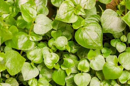 Pattern of little green leaf plant on the floorの写真素材