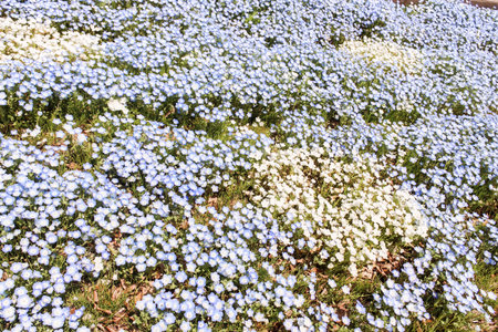 Close up of group blue and white Nemophila spring flower in hitachi seaside parkの写真素材