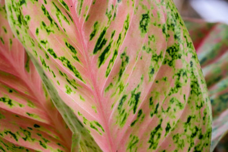 Macro Beautiful aglaonema ornamental Dark pink and green leavesの写真素材