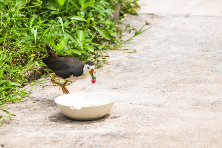 Close up of little white and black hold dog foodの写真素材