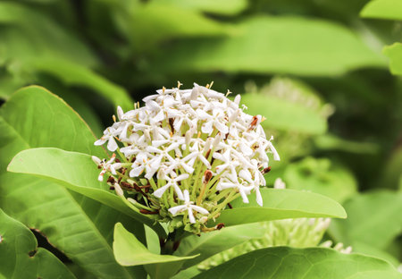 Close up of Single white flower spike Rubiaceae Ixora coccinea in the gardenの写真素材