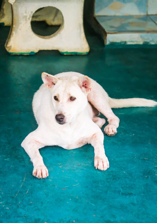 Close up Portrait of single white dog on the floorの写真素材