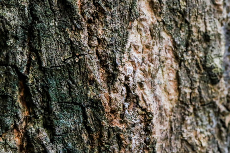 Closeup Background texture of tree bark wallpaperの写真素材