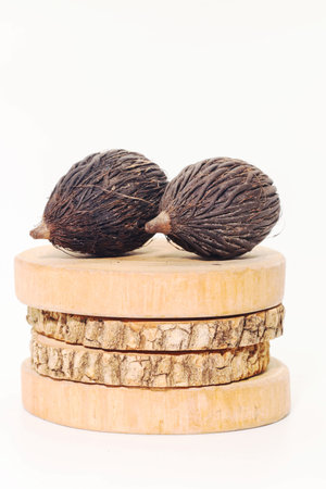 Closeup of dry seed of fox tail palm  on round teak wood on white backgroundの写真素材