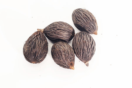 Closeup of Dry seed of fox tail palm on white backgroundの写真素材