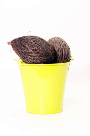 Closeup of Dry seed of fox tail palm on yellow little bucket