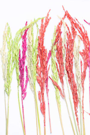 Group dry colorful rice isolated on white backgroundの写真素材