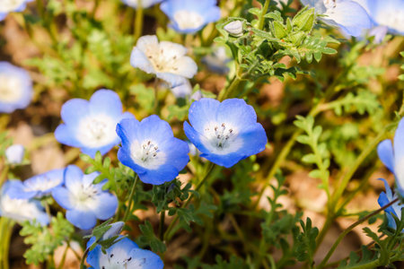 Two flower purple and white Nemophila spring flower in hitachi seaside parkの写真素材