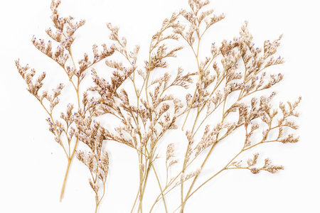 Group of white Dry Caspia Flowers on white backgroundの写真素材