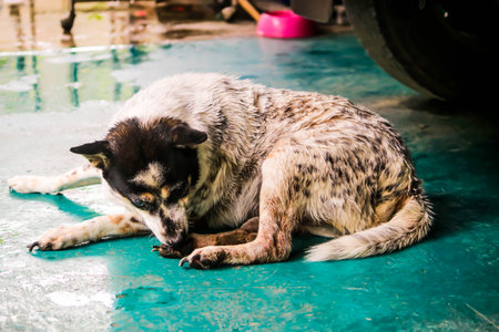 Closeup Portrait of single white and black dog on the floorの写真素材