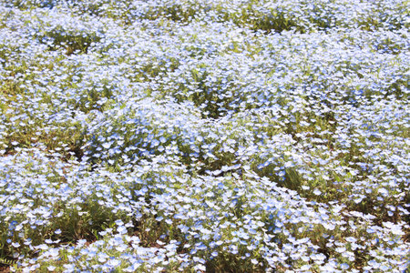 Flower of purple and white Nemophila spring flower in hitachi seaside parkの写真素材