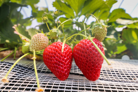 Closeup Fresh of strawberries that are grown in greenhouses in strawberry farm , Japanの写真素材