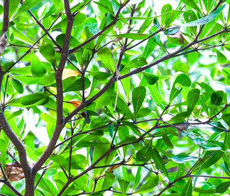 Closeup of Green Leaves background