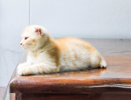 Close up of orange little Persian cat looking forward on the tableの写真素材