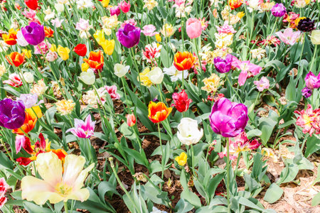 Top view of groups big colorful tulips in hitachi seaside parkの写真素材