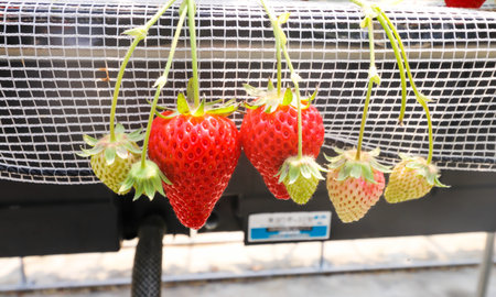 Fresh of strawberries that are grown in greenhouses in strawberry farm , Japanの写真素材