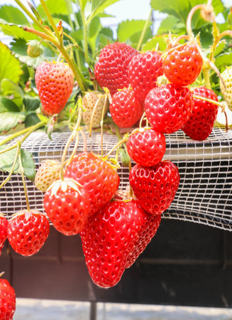 Macro of Strawberry hanging farm full of ripe strawberries in strawberry farmの写真素材
