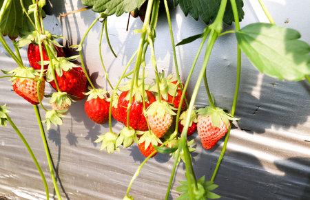 Group of  Freshness red strawberry in Strawberry Farm ,Chiba, japanの写真素材