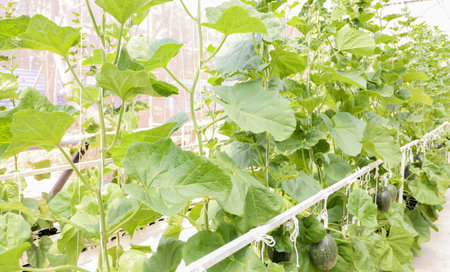 Views of melons plant growing in greenhouse organic farm ,Thailandの写真素材