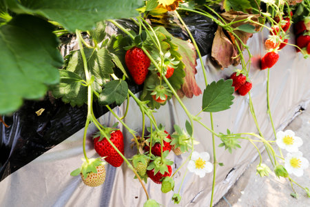Macro group Freshness of red strawberry in Strawberry Farm ,Chiba, japanの写真素材