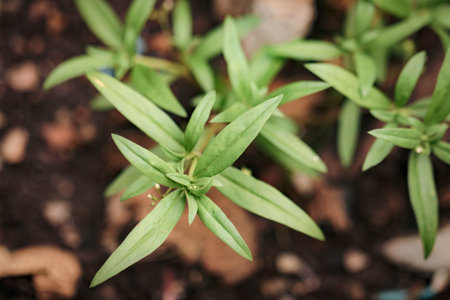 Closeup of little Green leave buds in the gardenの写真素材