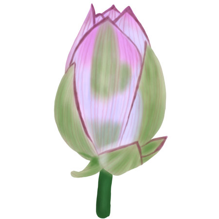 Hand draw of lotus flower buds isolated on white background illustration procreateの写真素材