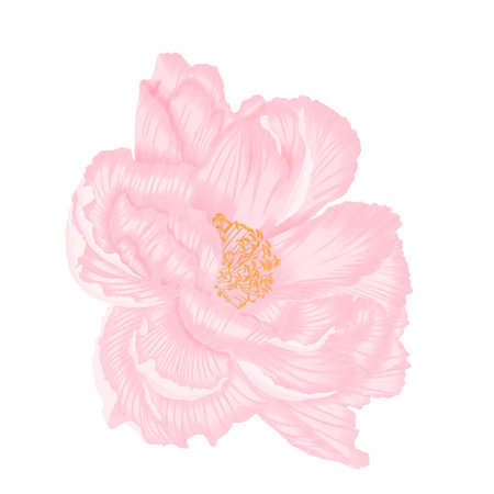 Single beautiful light pink peony isoleted hand draw procreateの写真素材
