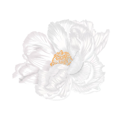 Single beautiful white peony isoleted hand draw procreateの写真素材