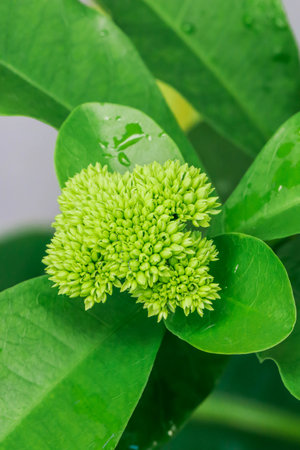 Close up of green ixora bud in the gardenの写真素材