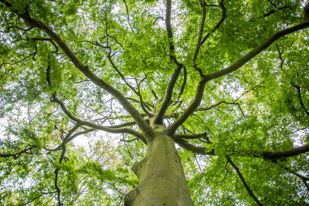 Looking up through the branches of a beautiful tree